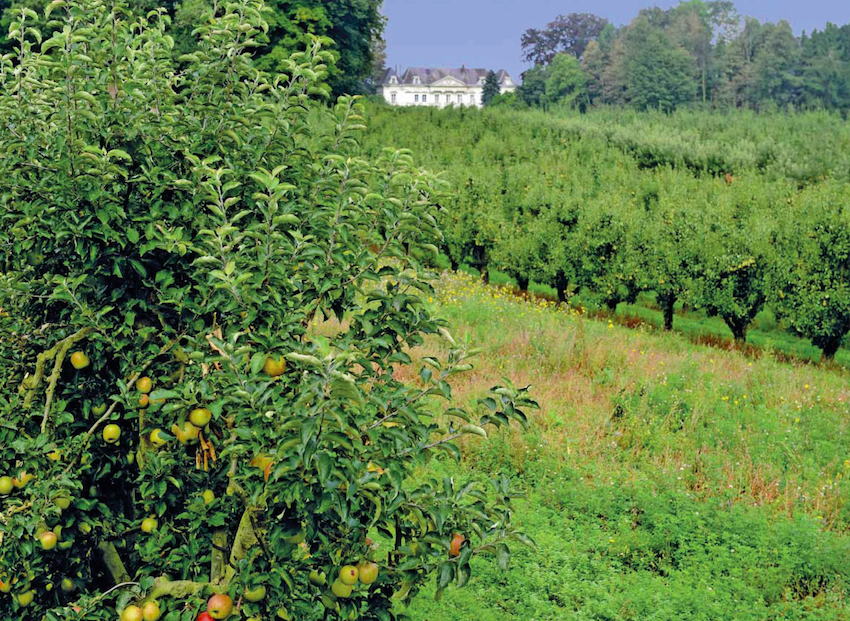 En 2013, T&B Vergers s’est associé aux Vergers de Saulty, producteur historique de la région fondé en 1947.