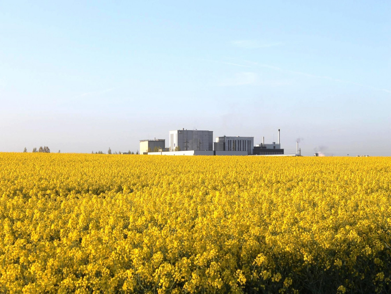 L’usine Prospérité fermière de Saint-Pol-sur-Ternoise face à un champ de colza. 