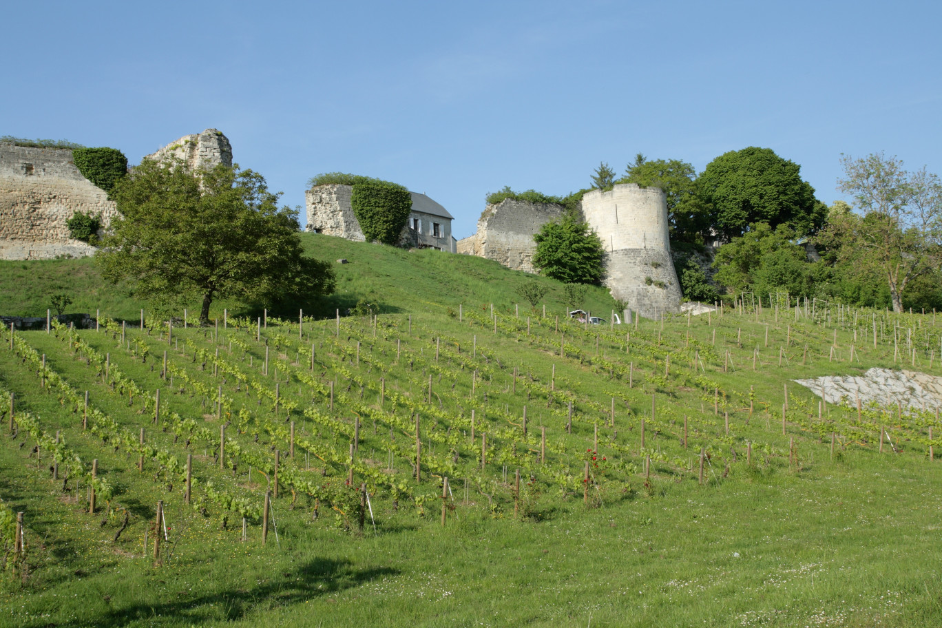 Les Hauts-de-France comptent 2 520 hectares de vignes AOP champagne qui représentent 7% de la production nationale de champagne. © arenysam