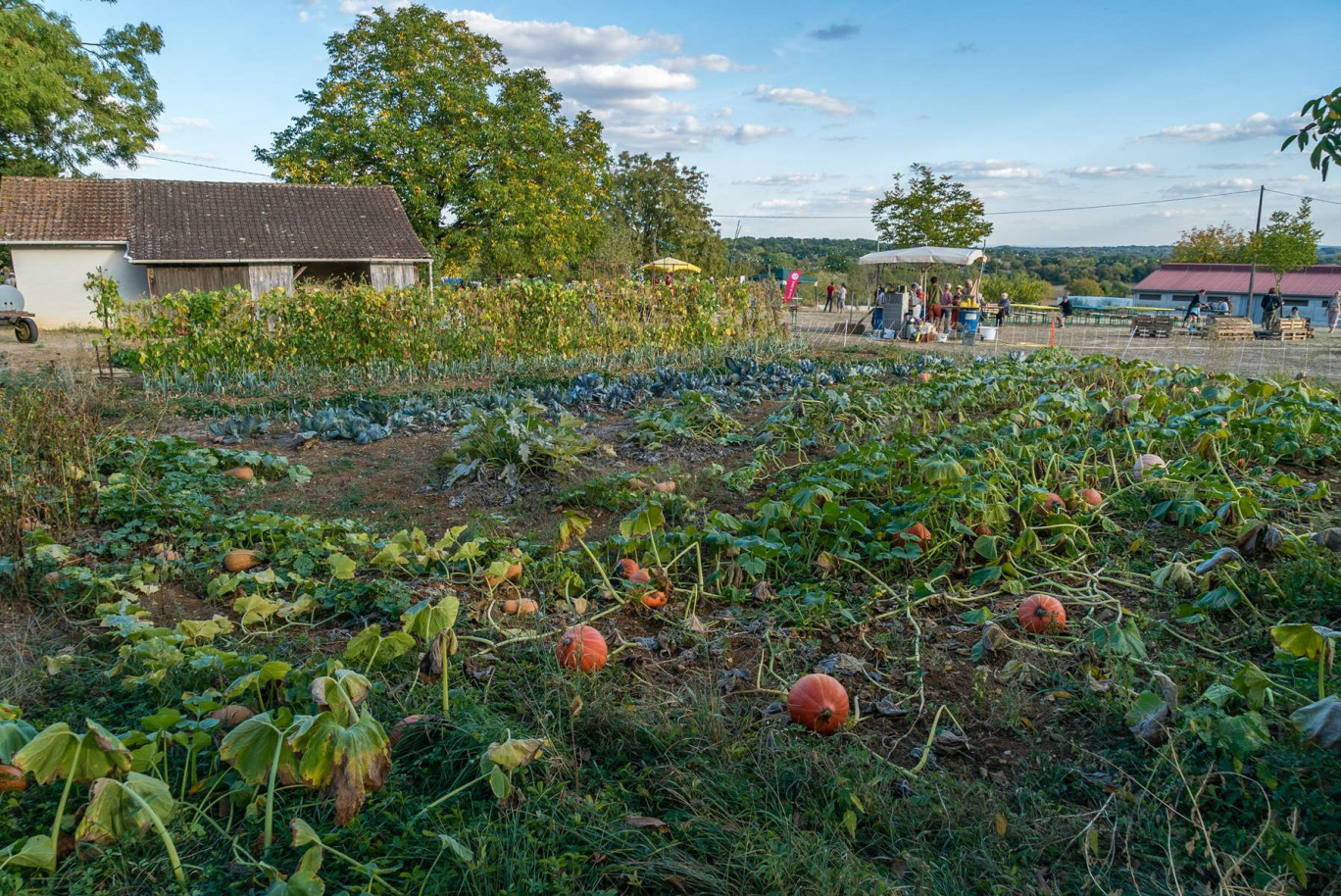 On recense 1 347 fermes "bio" dans la région, soit trois fois plus qu’en 2015. © Stéphane Debove