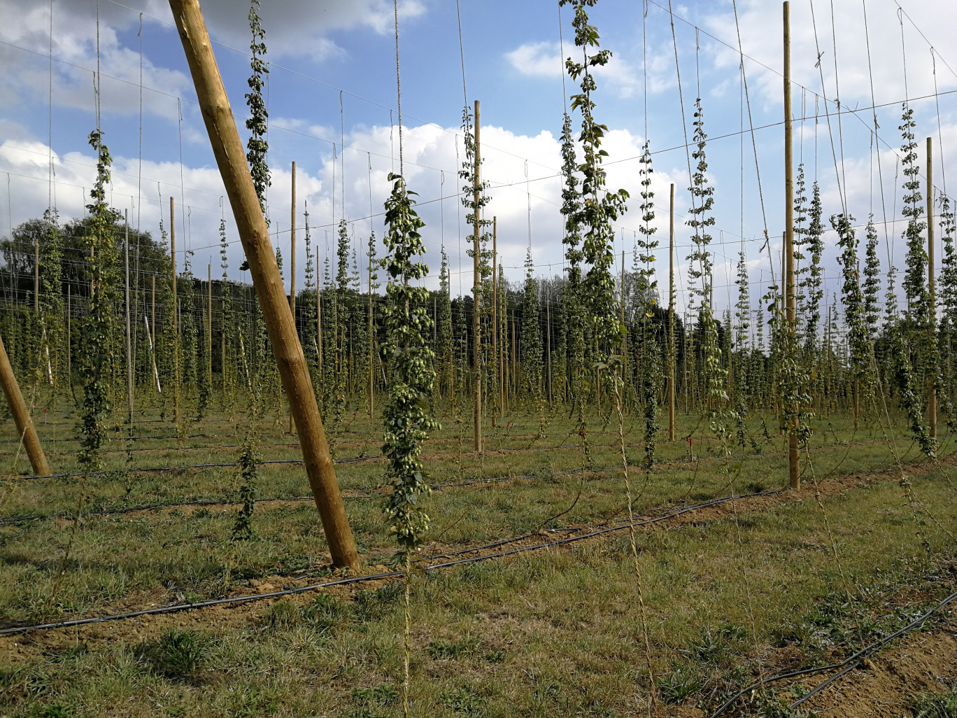 Le fort développement des micro-brasseries ouvre un marché à la production locale de houblon. © Aletheia Press/L.Péron