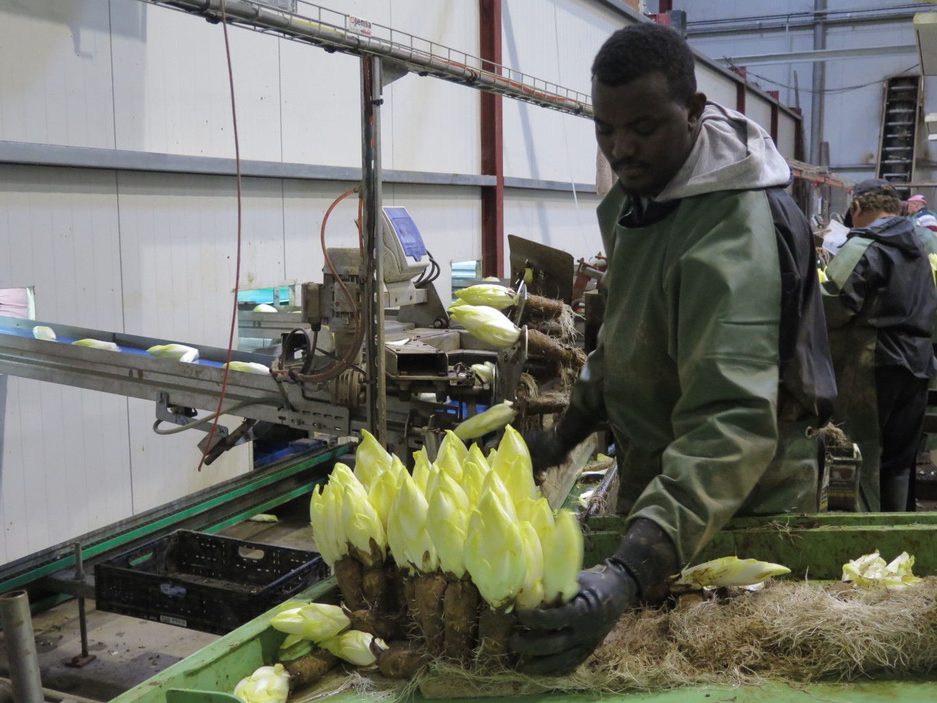 Une fois à maturité, l'endive est en mise dans une coupeuse afin de la détacher de la racine. © Aletheia Press/B.Dequevauviller