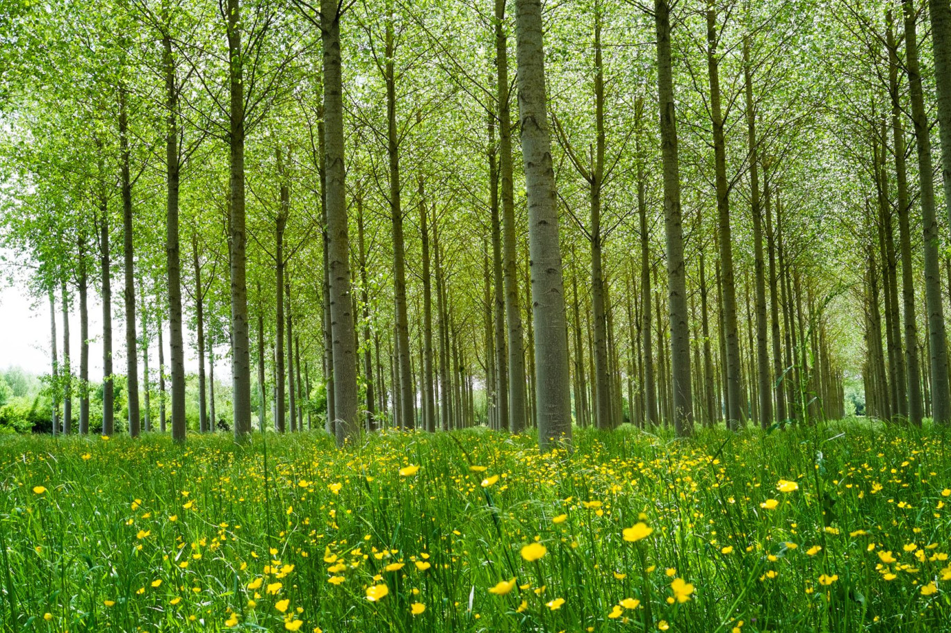 A quoi doit ressembler la forêt de demain, pour qu'elle soit plus résiliente que celle actuelle ? © Elisa Locci