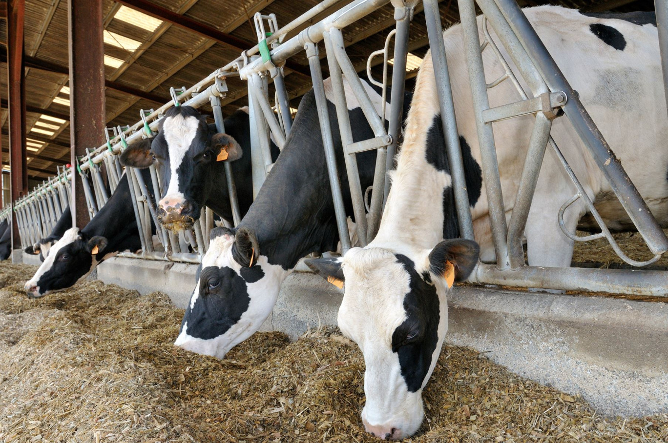 Entre 2010 et 2020, les Hauts-de-France ont perdu 30% de leurs élevages. © Pascal Martin