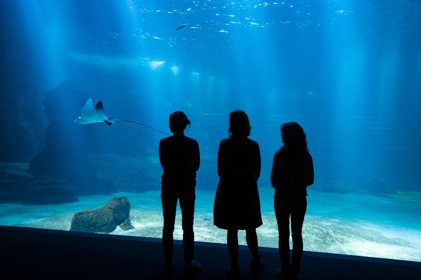 Nausicaa accueille le Festival de l’innovation bleue Mer et Littoral. © A. Rosenfeld-Divergence