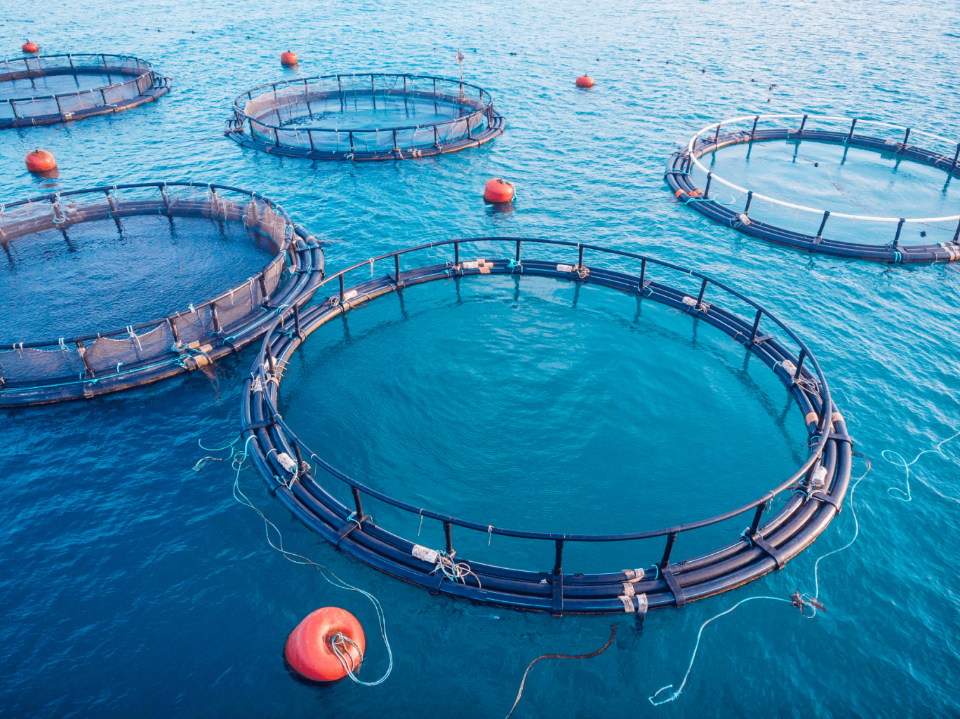 Une licence d'exploitation pour une aquaculture plus performante et durable
