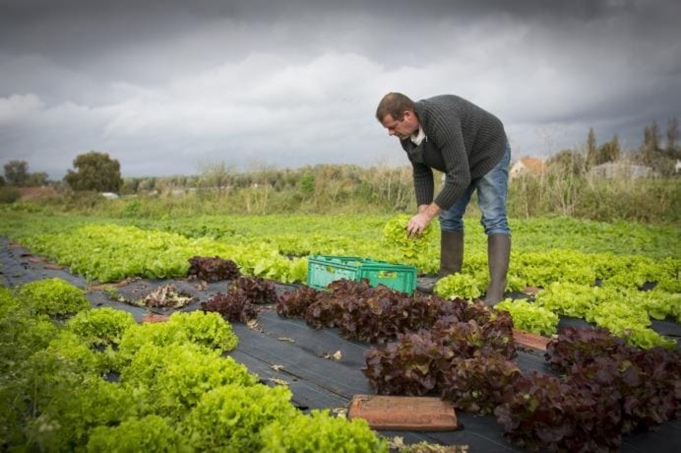 Les Hauts-de-France sont la 4ème région agricole de France, l'activité agricole représenterait 5% du PIB régional.