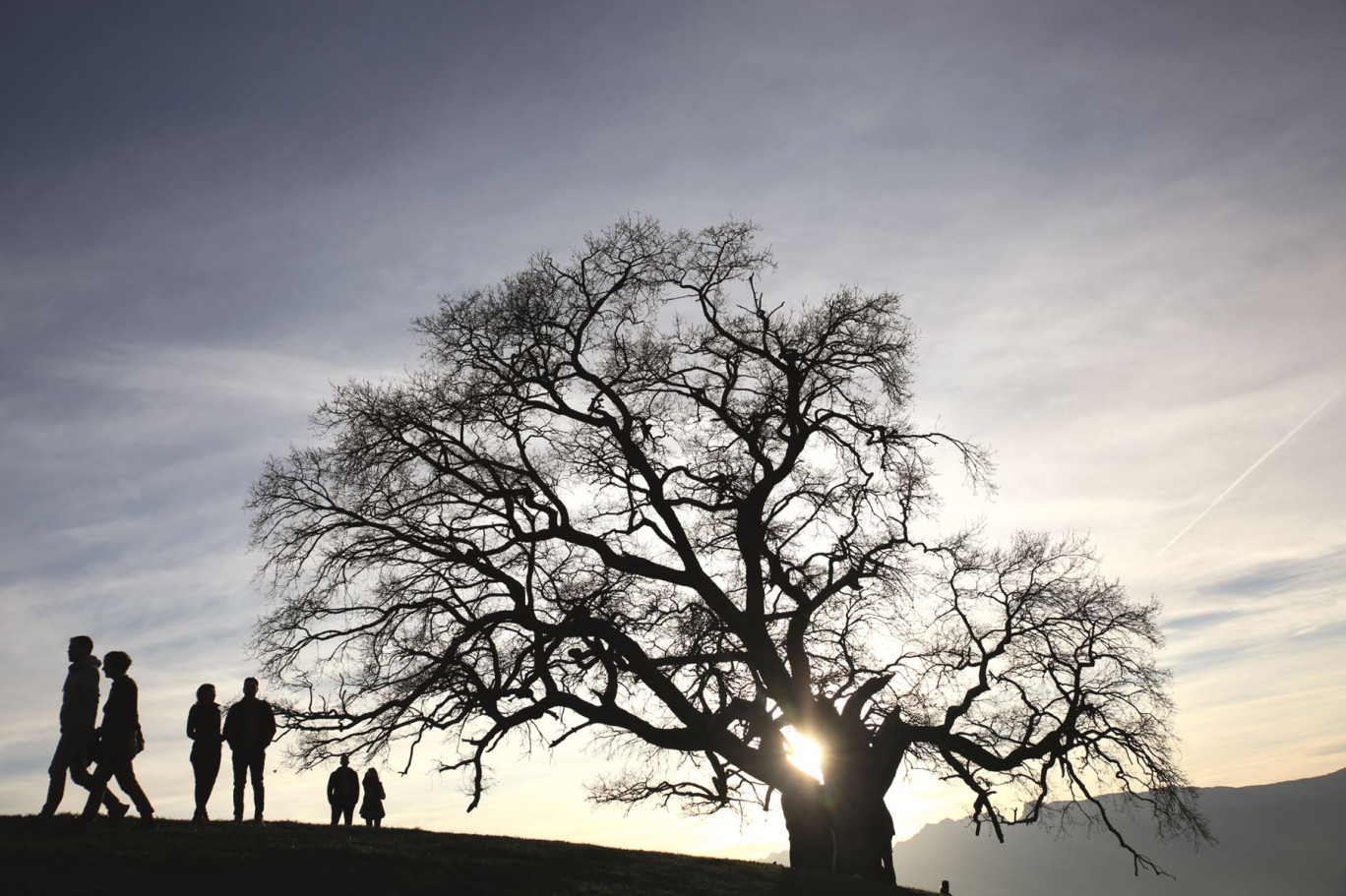 Le chêne de Venon est réputé pour être l'arbre le plus photographié des Alpes françaises. © Caroline Thermoz-Liaudy