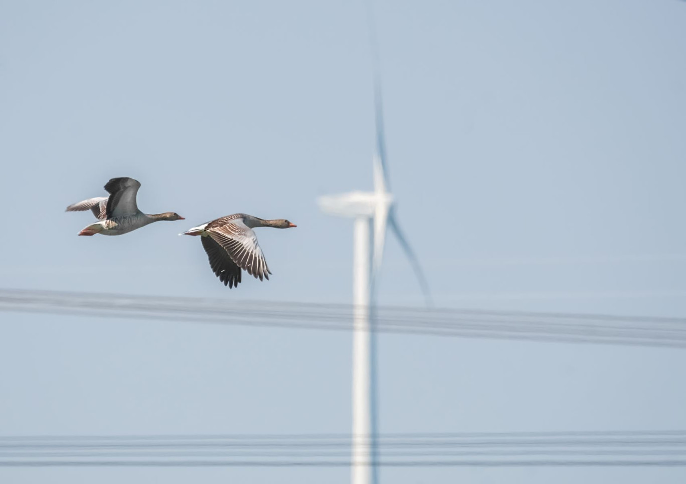 Des dispositifs peuvent permettre de réduire les impacts des EnR, comme par exemple, le bridage des éoliennes qui limite les nuisances sonores et protège les oiseaux. © Micha Trillhaase