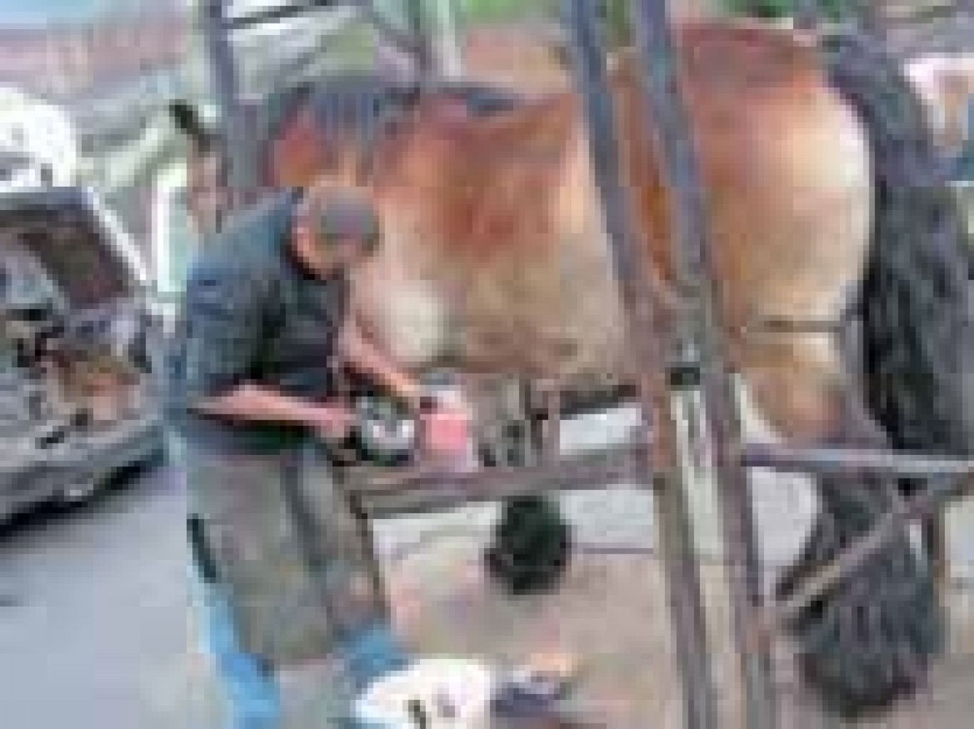 La profession de maréchalferrant existe toujours. Ici, en démonstration, à la Foire aux mouches d’Avesnes-sur-Helpe.