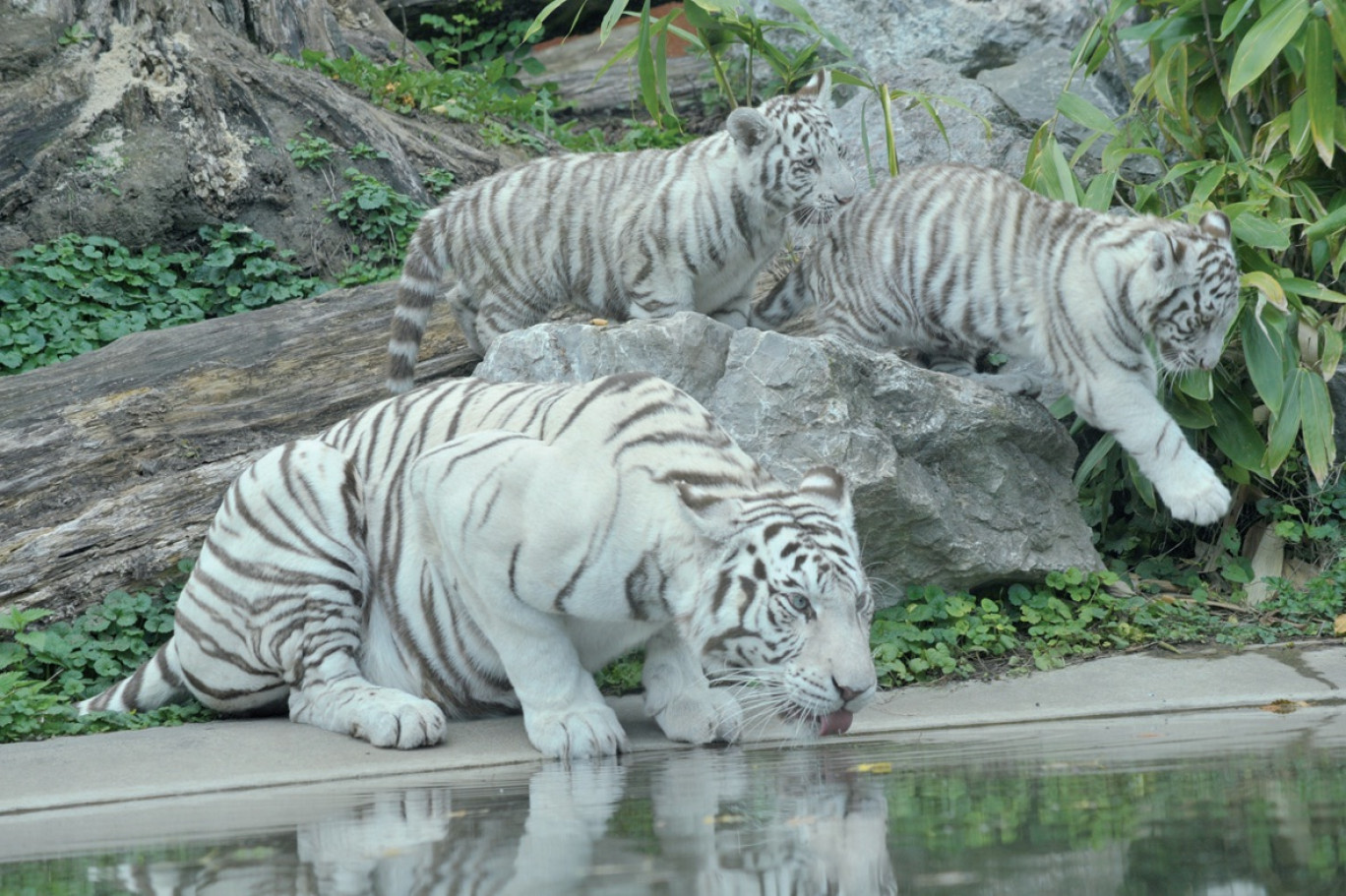 Le zoo de Maubeuge dispose d’un site internet de présentation et d’information.