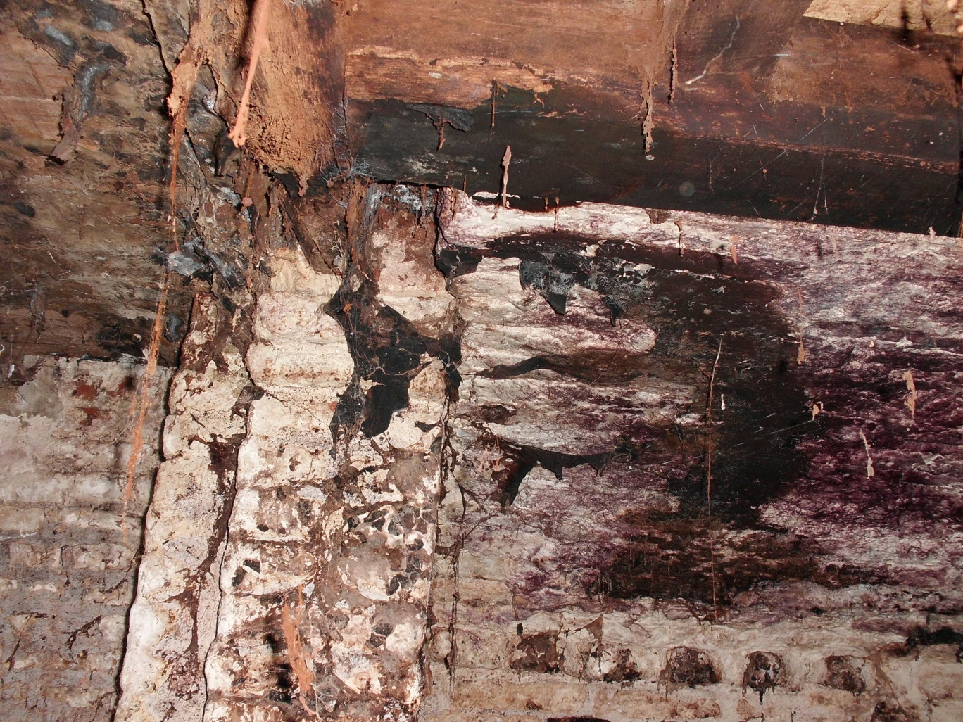 Les dégâts occasionnés au bois sont importants et le mérule peut traverser les murs à partir de joints endommagés.