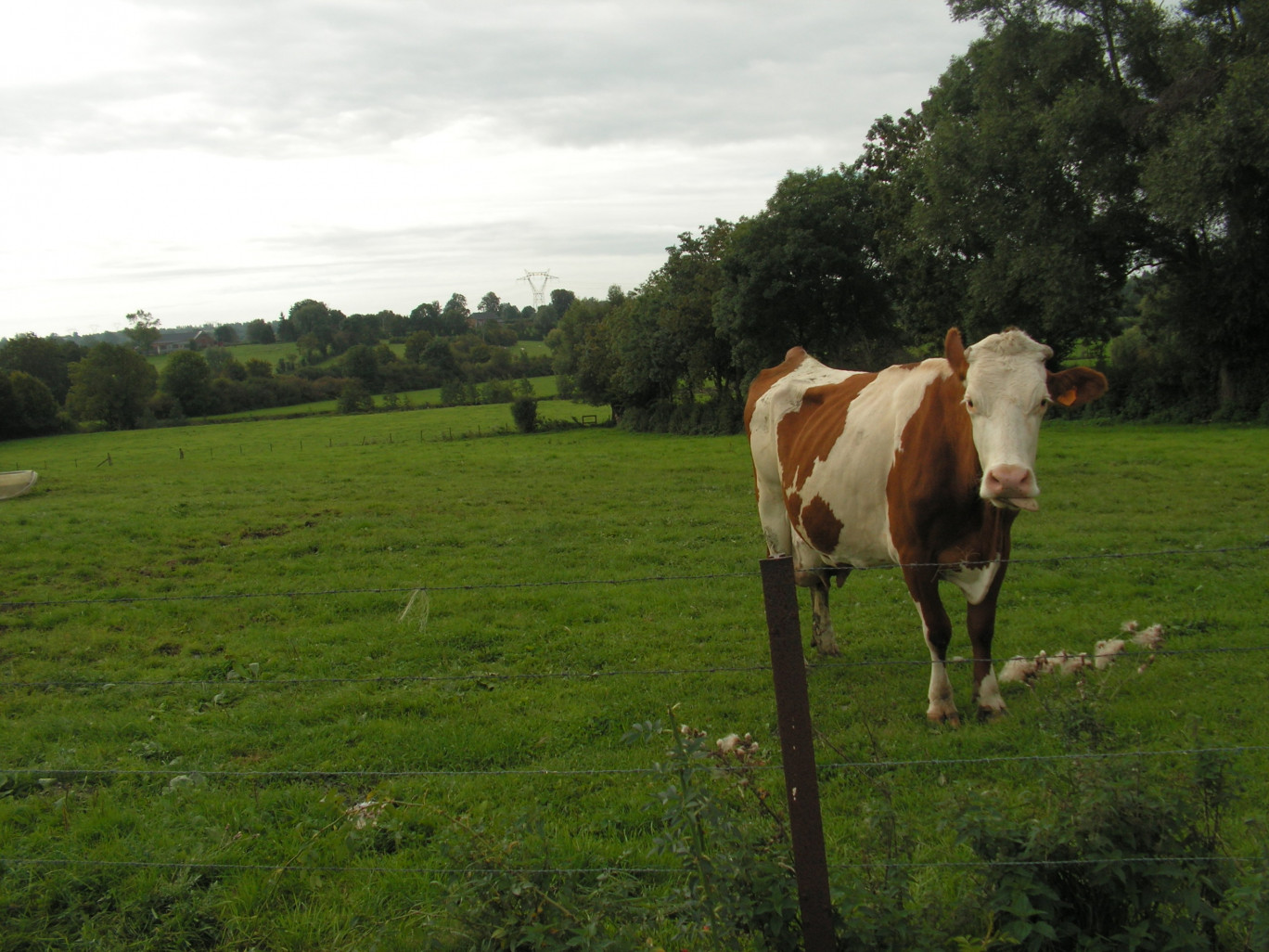 Photo prise dans le bocage de l’Avesnois Thiérache, là où les troupeaux sont en moyenne plus importants.