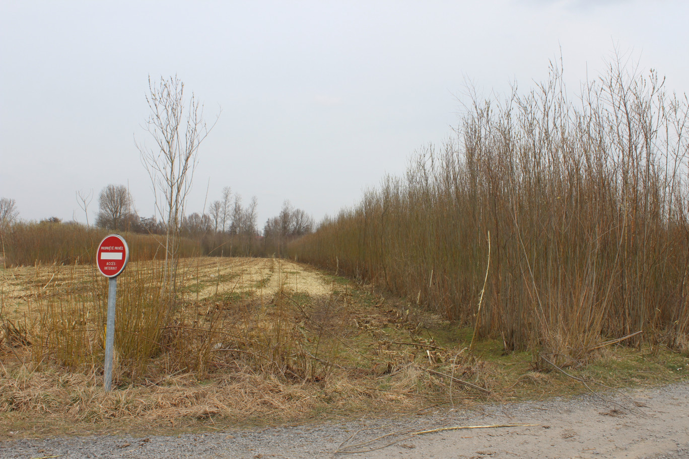  Sur le site de La Saulée à Orchies, les petits saules poussent en rangs serrés…tandis que d'autres, plus développés, ont déjà été coupés