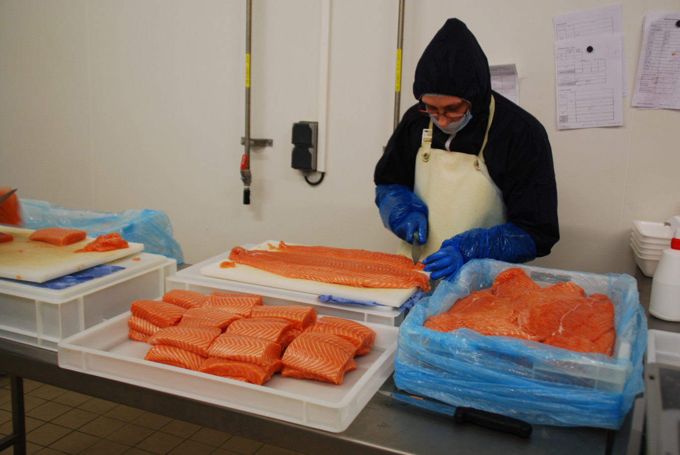 Une grande part des 136 000 tonnes de saumon norvégien exporté en France – premier marché au monde – transite par le Pas-de-Calais, comme ici à Océan Délices.