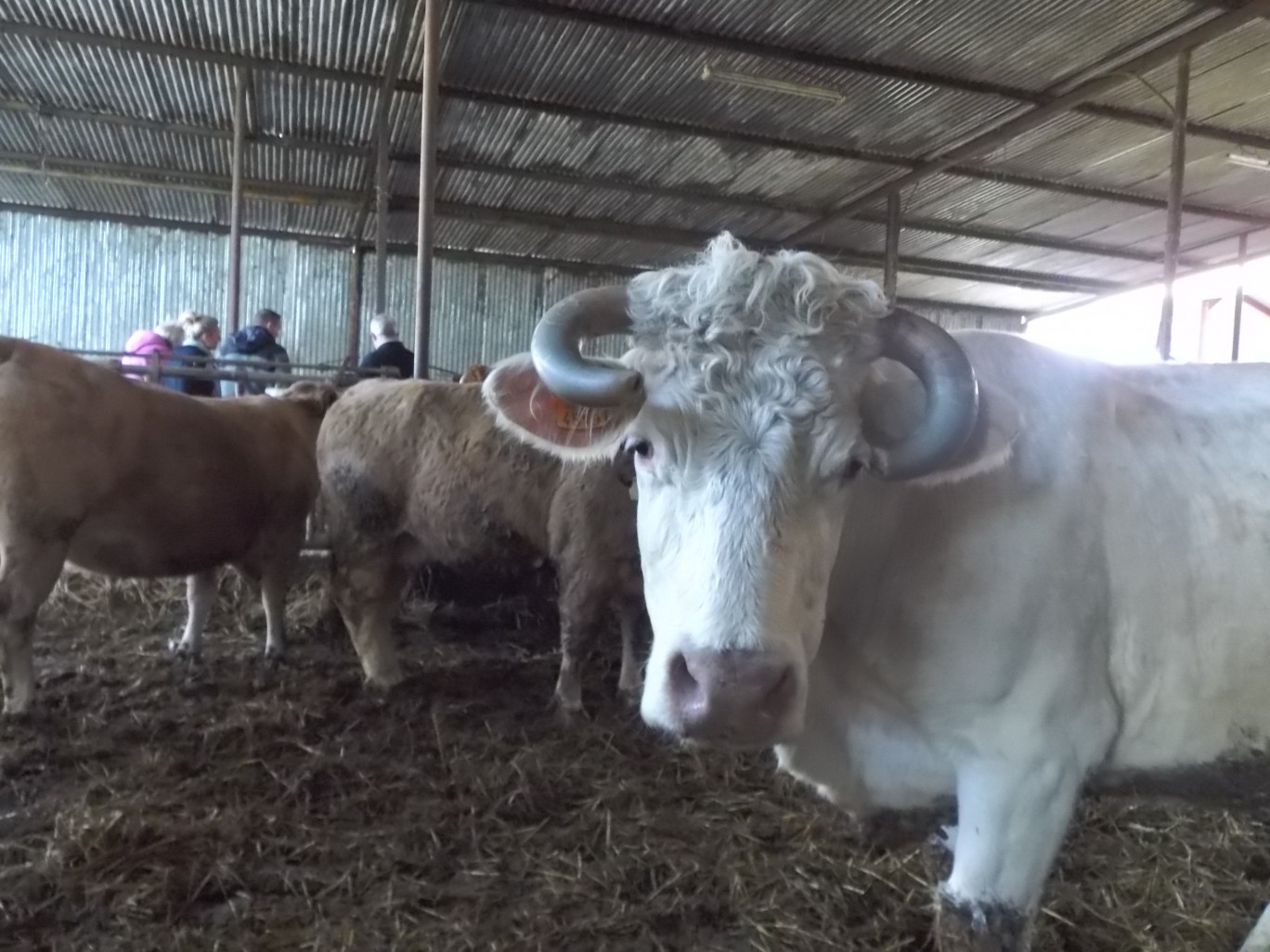 « La ferme des Z'Ailes à Zutkerque privilégie une agriculture raisonnée ».