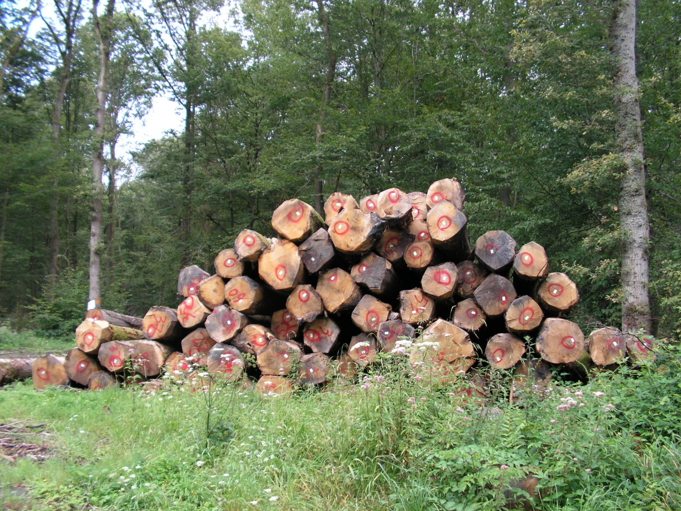 Des troncs coupés en attente dans la forêt domaniale de Mormal dont l’exploitation économique est organisée par l’Office national des forêts.