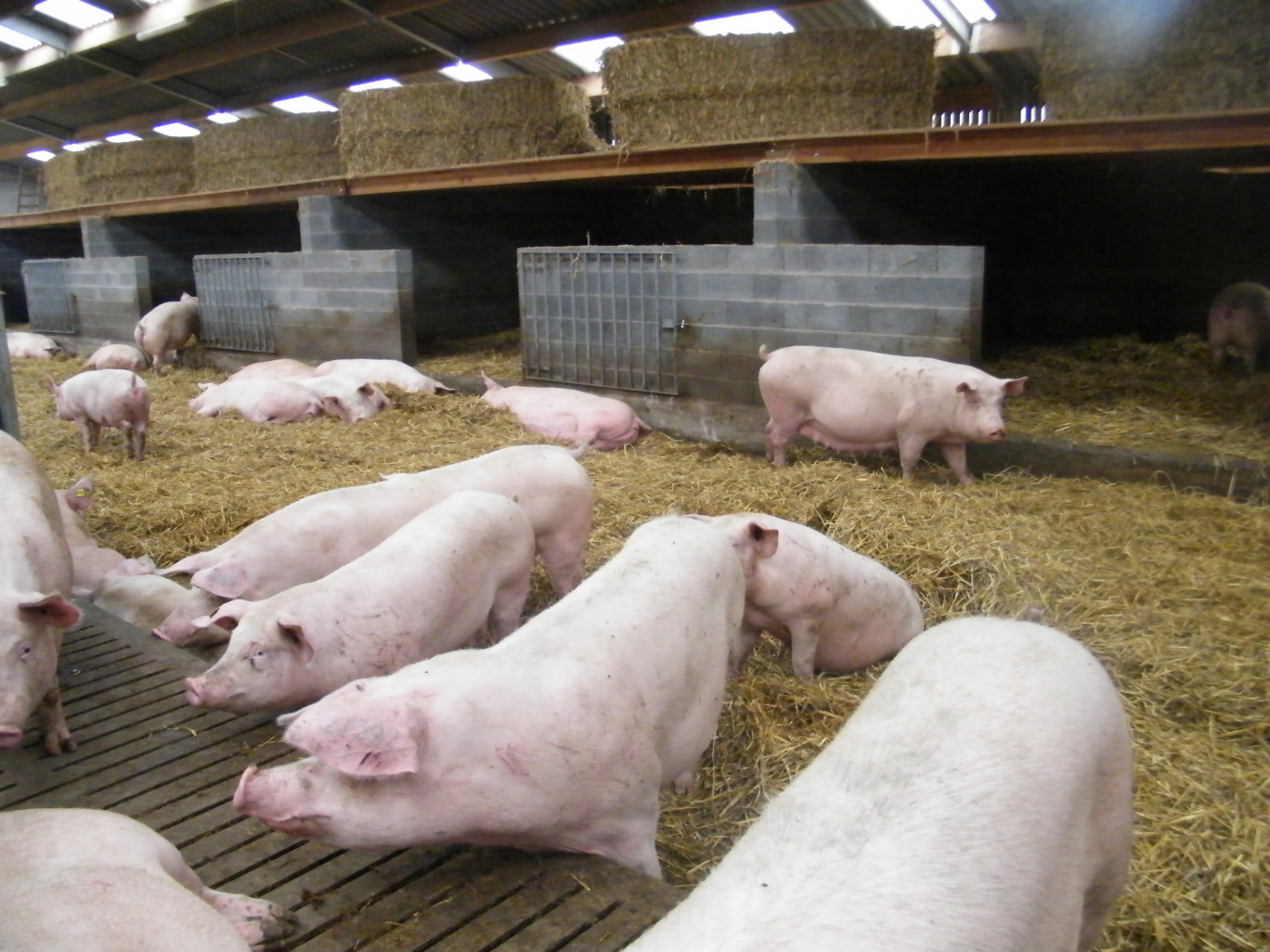 « Un élevage porcin labellisé dans le Haut pays de Flandre à Zagerscappel ».