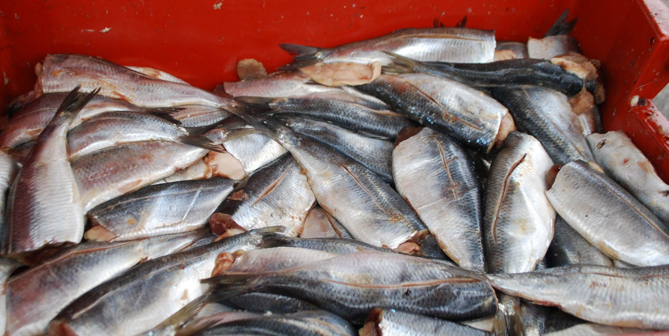 La pêcherie concernée a débarqué 3 245 tonnes de hareng en 2014.