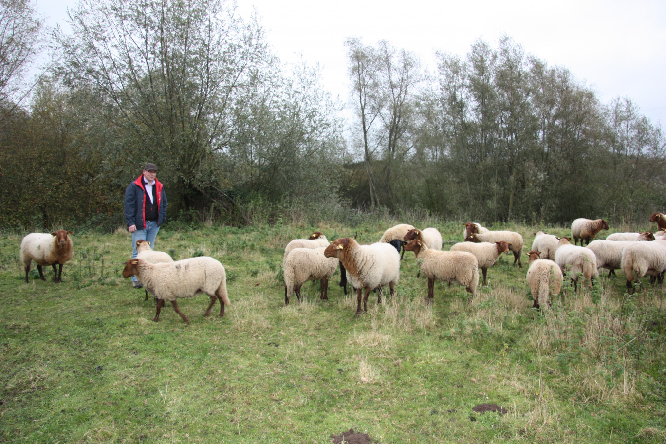 M. Everaere au milieu de ses moutons dans la réserve foncière de l’un de ses clients.