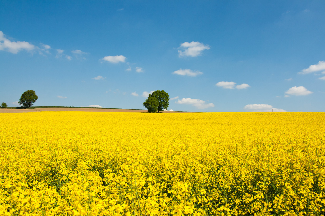 Pour l'huile «Fleur de colza», 100% tracée, quelque 800 agriculteurs suivent un cahier des charges spécifique avec des pratiques plus respectueuses de l'environnement.