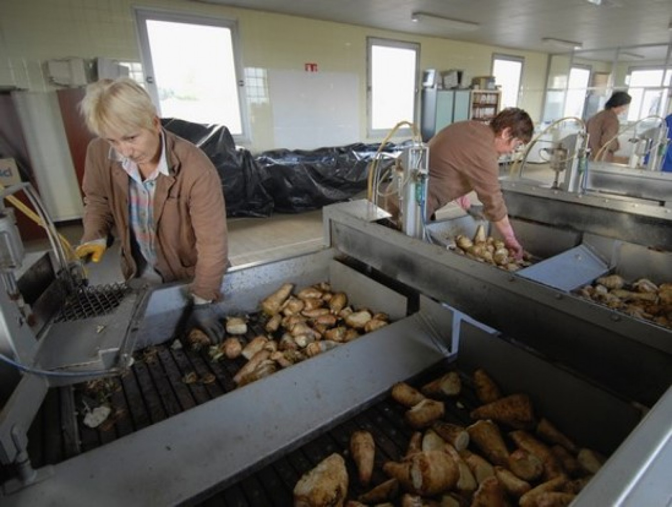 60 000 tonnes de racines de chicorées sont traitées chaque année.