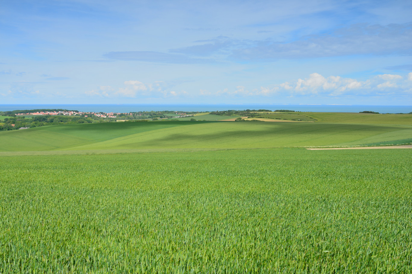 Les Hauts-de-France se hissent à la 3e position au niveau national en termes de production de céréales. © Image'in