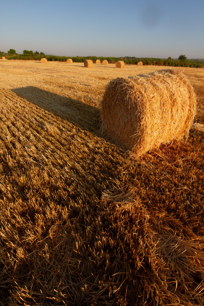 Le potentiel est grand puisque 10% de la paille de blé produite en France suffirait pour isoler toutes les constructions neuves chaque année. © Rob Cartorres