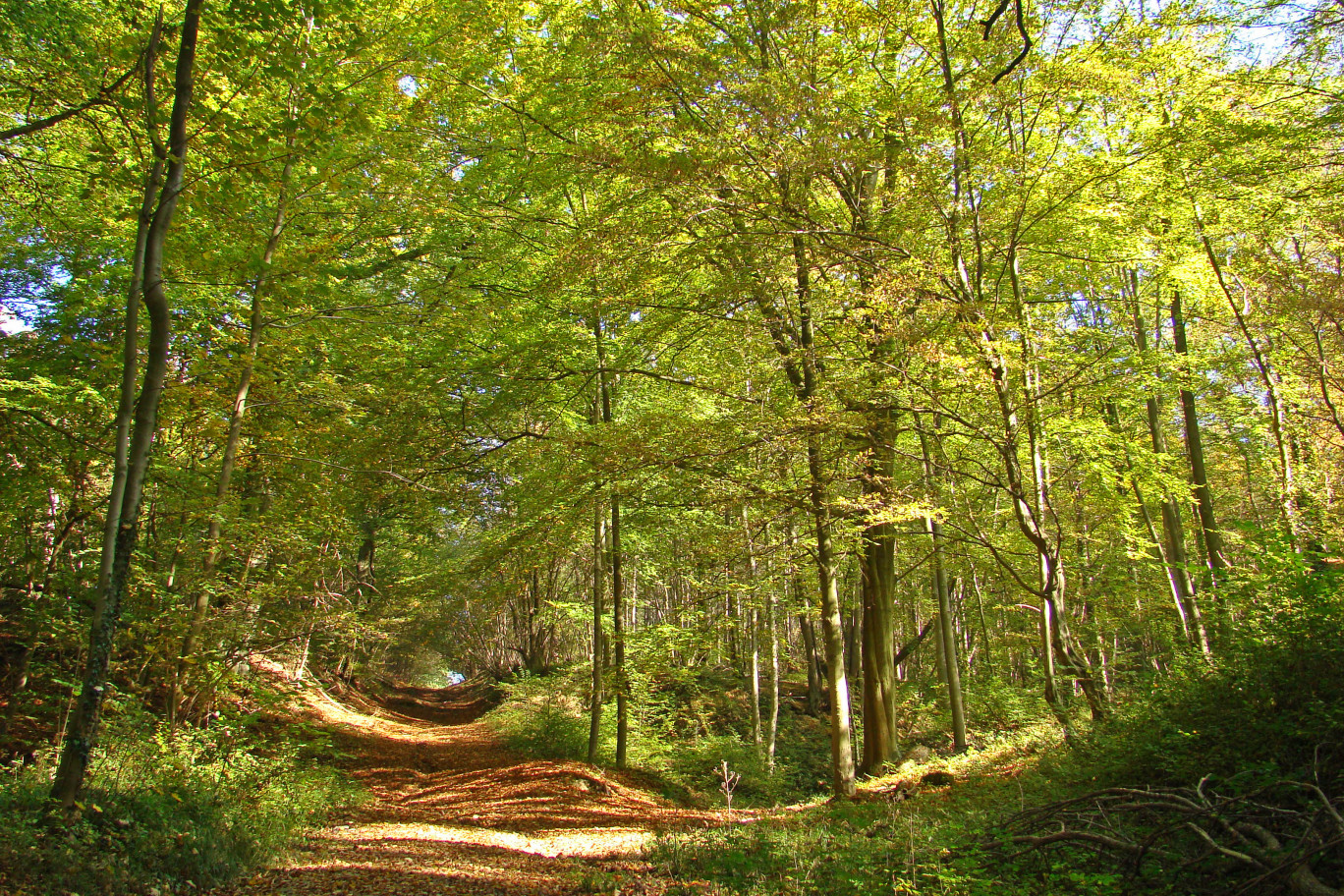 Première envie des sondés : la reconnexion à la nature. © arenysam