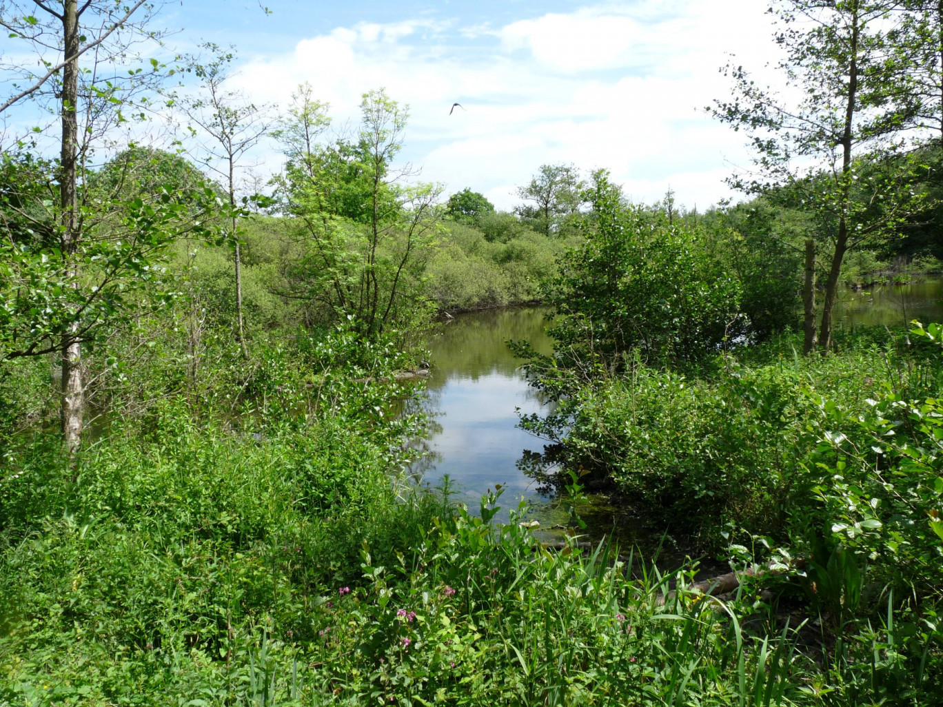 L'association oeuvre notamment à protéger la qualité des zones humides. 