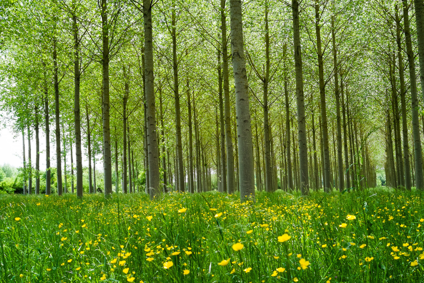 Une forêt de peupliers, très présents dans la région. © Elisa Locci 