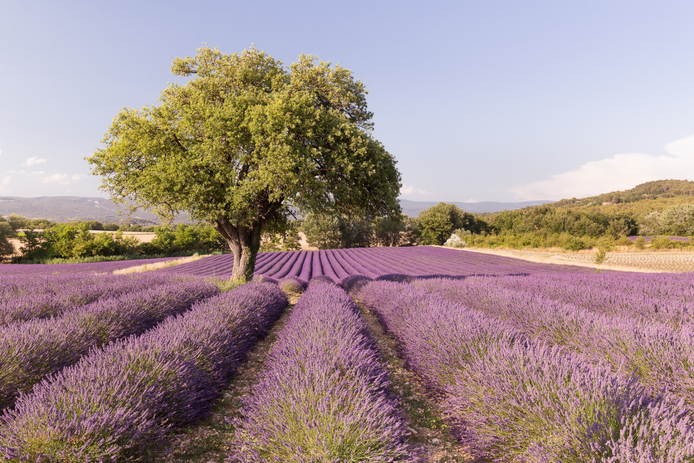 © AOC Luberon D. Bouscarle