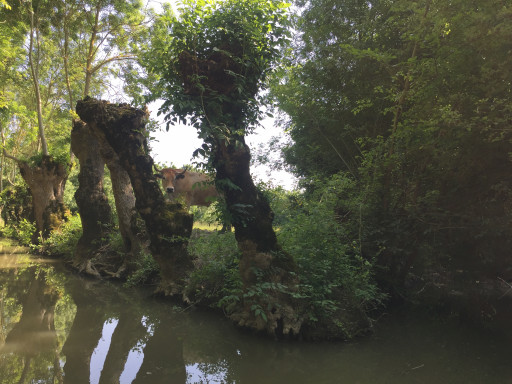 Marais poitevin : un univers végétal et aquatique précieux
