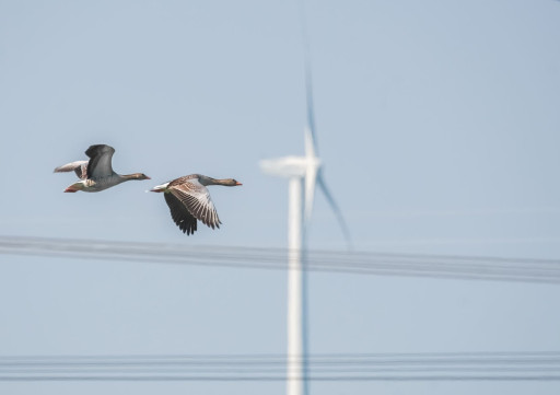 Biodiversité et énergies renouvelables : même combat ?