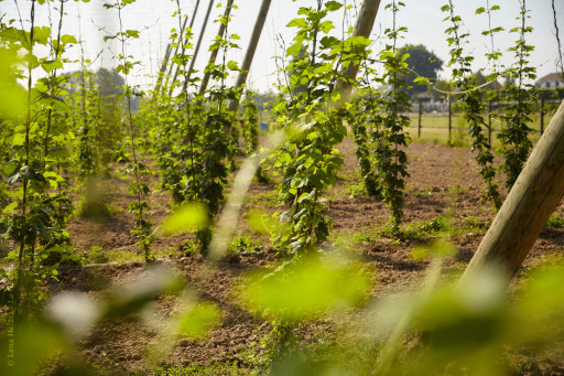 Bailleul accueillera la future Cité internationale de la bière