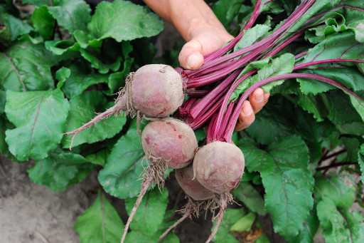 United Beet Seeds : les spécialistes de la betterave s'unissent pour innover et investir