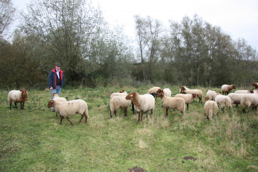 Eloge de l'écopâturage