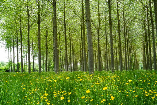 Et si les forêts étaient au cœur du monde de demain ?